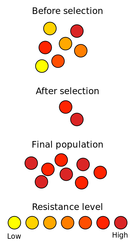 耐药性细菌自然选择过程示意图（图片来源：Wykis / Public domain）