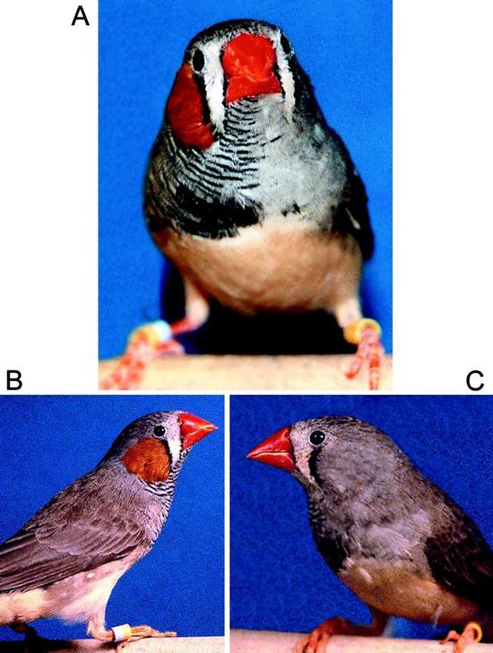 雌雄同体的斑胸草雀，右侧为雄性，左侧为雌性，正是“女左男右”
