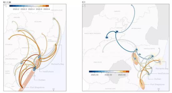 B.1.1.56和C.1的时空传播路线。图片来源论文