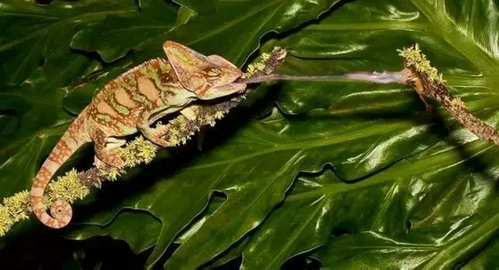 捕食中的高冠变色龙 | Donald Quintana Nature Photography