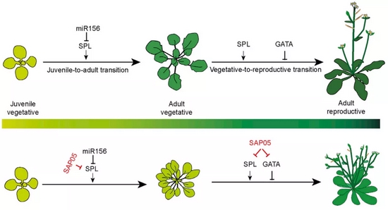 SAP05阻碍植物发育成熟（图片来源：原论文）