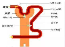 坐滴滴专车竟意外喝尿!问题来了,人喝了尿会怎样?