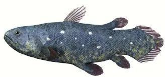 现生肉鳍鱼的唯一代表——腔棘鱼。其鱼鳍内有骨骼支撑。