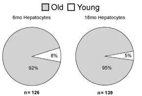 更换饲料6个月和18个月后的肝细胞新老细胞比例 灰色为老龄细胞，白色为新细胞