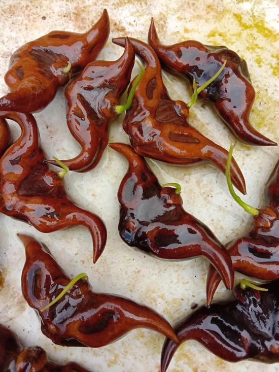 新浪科技综合@你吃的菱，是2角、4角还是0角？新浪科技综合2020-07-24 10:55:580阅