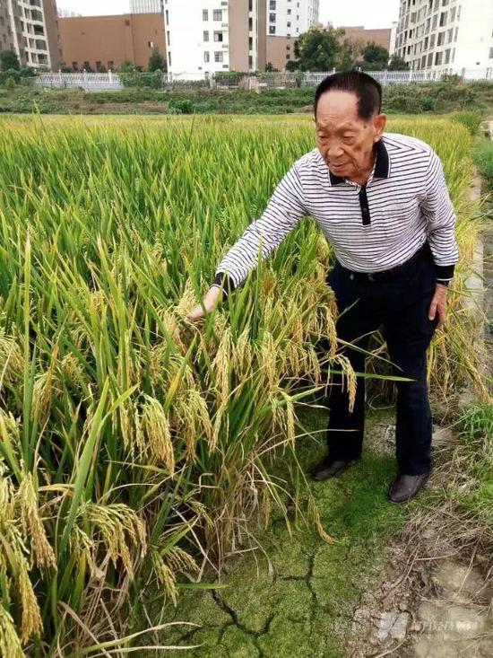 袁隆平院士带记者看试验田,拍摄于2015年
图片来源:每经记者 吴泽鹏 摄