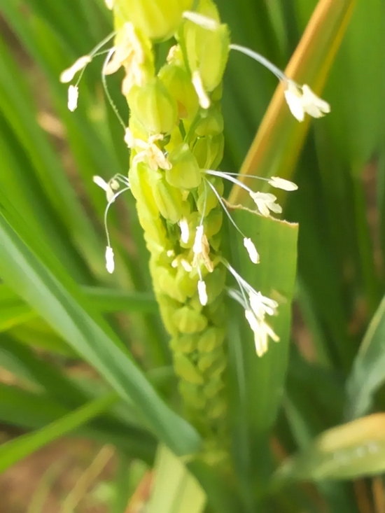 　水稻也是一种开花植物，但是估计只有少数人见过它的花。图/wikipedia