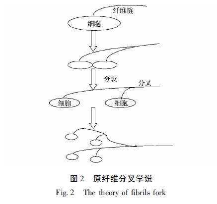 细胞纤维素膜形成过程的一种理论（图片来源：　　魏冉，等。醋酸菌产膜机理及膜对食醋发酵品质的影响[J]。食品与发酵工业，2014）