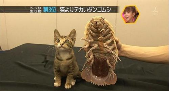 一只体型巨大的大王具足虫与小猫的对比（图片来自沼津港深海水族馆）
