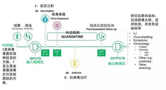 人类挑战实验的时间轴。志愿者招募后开始隔离，有两种治疗方案；A抗病毒药物接种/预防或B抗病毒药物治疗。研究结果总结在右边。0天代表疫苗注射当天算起，X是病毒暴露前接种疫苗的天数。Y是志愿者暴露病毒后可能被跟踪的天数。