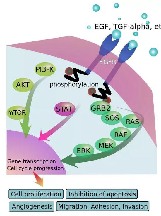 ▲EGFR信號通路示意圖（圖片來源：EGFR_signaling_pathway.png： Eikuchderivative work： Anassagora [Public domain]）