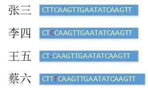 同样的一段序列，张三第3个字母是T，李四是C，王五第3个字母丢失了，蔡六在第三个字母旁多了一个字母，这种现象叫“单核苷酸多态性” | 作者供图