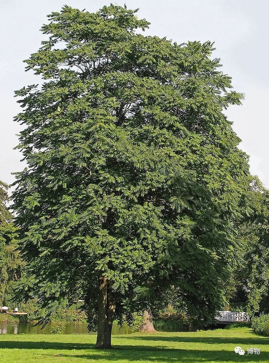 臭椿，英文名是 tree of heaven，翻译过来就是天堂树，国外还挺喜欢它。图片来源：wiki