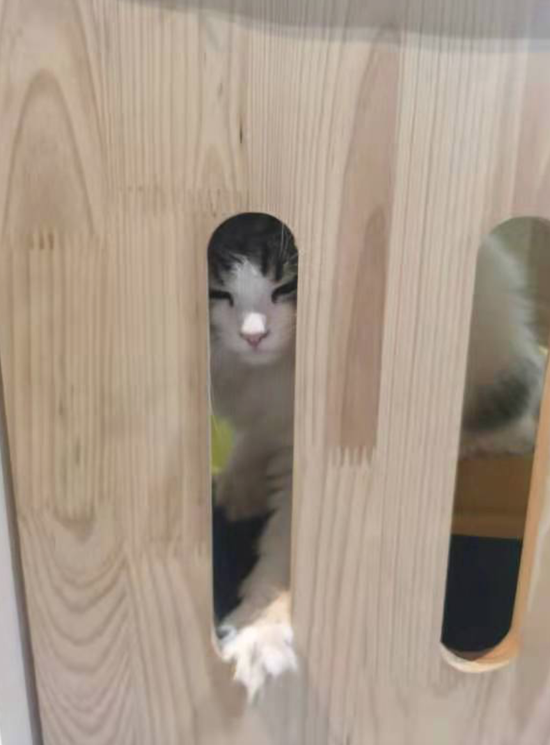 “共享猫咪”