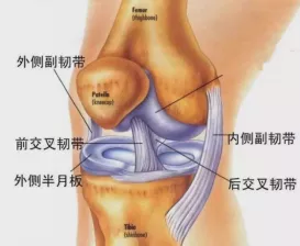 膝关节韧带