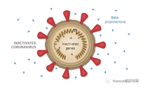 灭活病毒.图源:纽约时报.