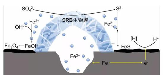 图4  硫酸盐还原菌让腐蚀更严重的一种解释（图片来源：中国科学院海洋研究所陈士强博士学位论文）