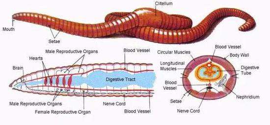 蚯蚓前段有一个生殖环带（clitelum），尽管雌雄同体但还需异体受精
