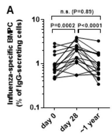 接种当天、接种后第28天和一年时，流感特异性BMPC水平的变化