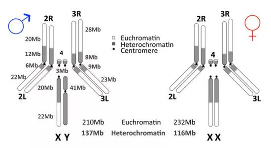 雄性黑腹果蝇和雌性黑腹果蝇在异染色质（heterochromatin）含量上的差异。图片来源于2020年的研究论文