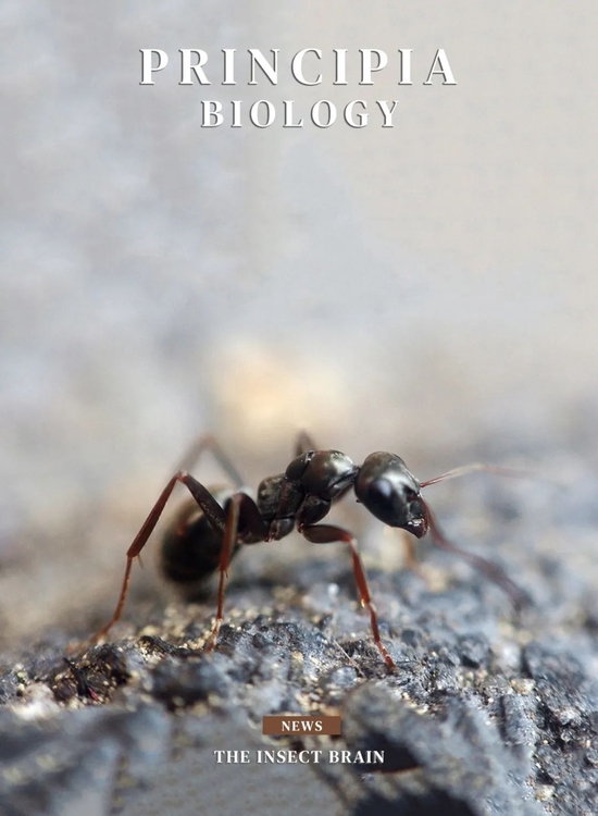 蚂蚁，也懂笛卡尔坐标系？
