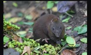 麝袋鼠（Hypsiprymnodon moschatus），仅生活在澳洲东北部的热带雨林中，是世界上体型最小的袋鼠（图片来源：http://www.iltaw.com/animal/1118）