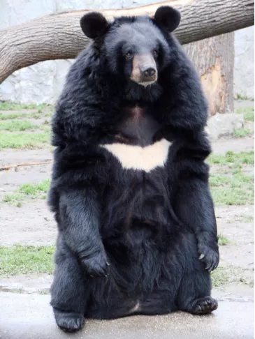亚洲黑熊 