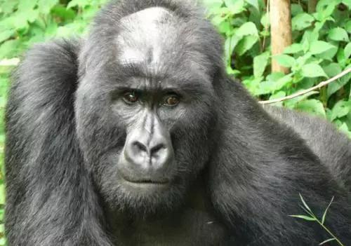 除了人类,猩猩居然也会秃头?