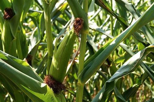 种植转基因玉米给农民带来了实实在在的好处。图片来源：pixabay
