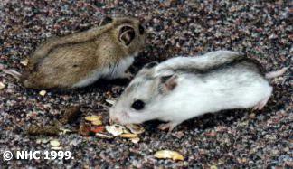 普货（棕灰色）和显性白斑（Dominant Spot）中国仓鼠