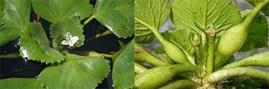 新浪科技综合@你吃的菱，是2角、4角还是0角？新浪科技综合2020-07-24 10:55:580阅