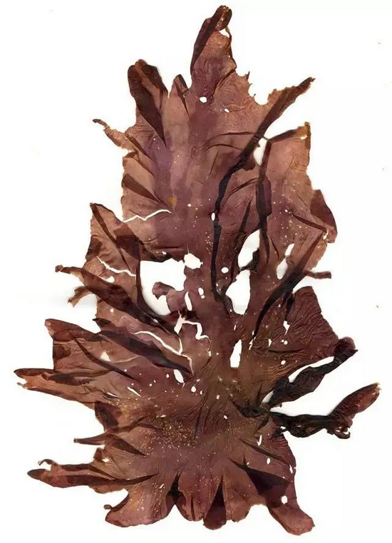 脐形紫菜（P。 umbilicalis）的标本，因保存得当，还能清楚地分辨它的紫红色 | wikimedia commons