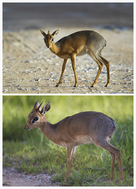 社会性，也可能是基因一夫一妻的柯氏犬羚，上雌下雄 | wikipedia