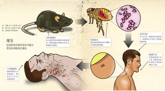  鼠疫这场致命的瘟疫是如何通过黑家鼠和跳蚤传播的。