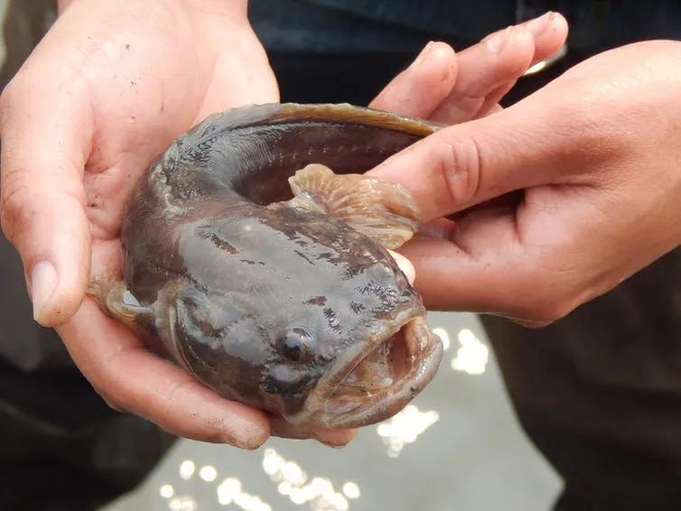 你听过鱼叫吗一群鱼唱情歌惊扰到了附近居民