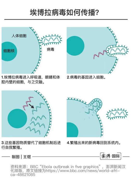 一种新的埃博拉病毒