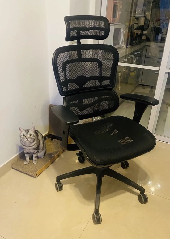 杨睿买的二手人体工学椅。图 / 受访者提供