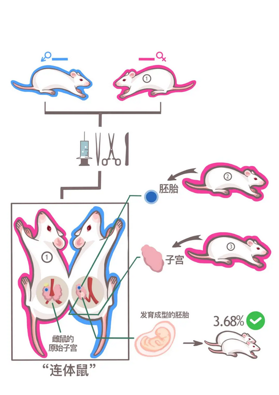  该论文中“连体鼠”示意图（绘图/王雪莹）