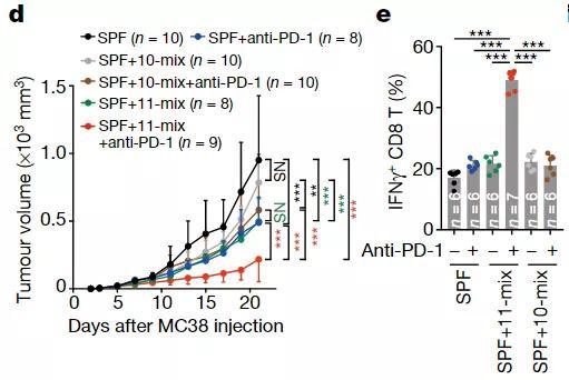 d：MC38细胞注射后，SPF小鼠肿瘤体积随着时间（天）的变化。　e：6组小鼠TNFγ+CD8 T细胞水平的对比