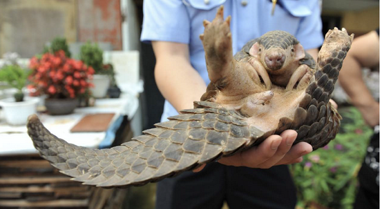 他们反复说“穿山甲灭绝”，其实它正悄悄地归来