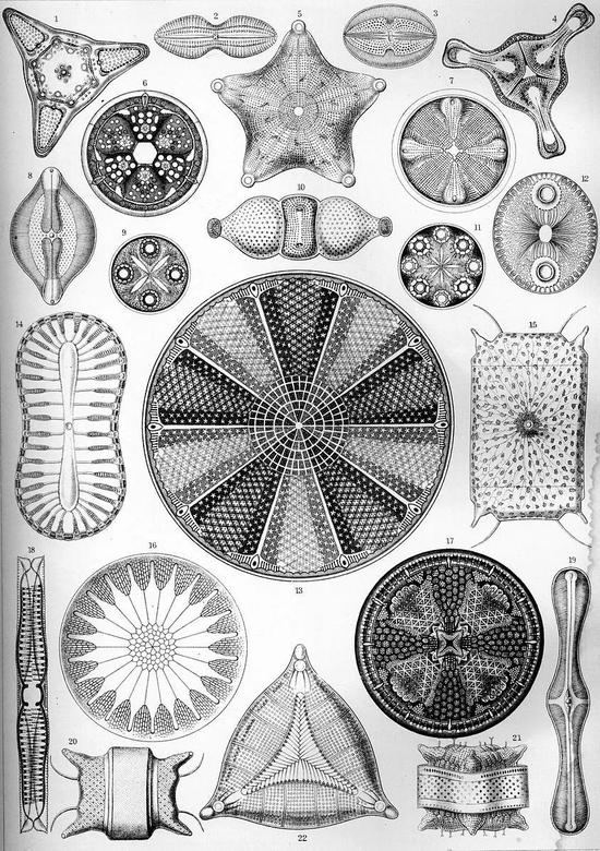 图片：《自然界的艺术形态》 （1904），Ernst Haeckel