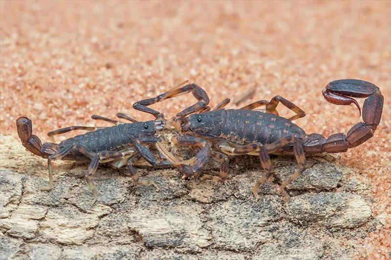 断尾的雄性无支蝎（左）。图片来源：John Alexander Uribe
