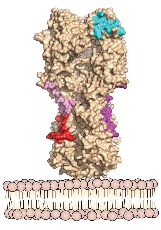 ▲单个抗体，就可以结合靶标上的四个位点（图片来源：Scripps研究所）