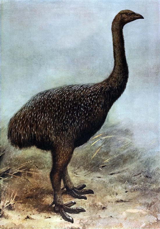 高地恐鸟(megalapteryx didinus)复原图 