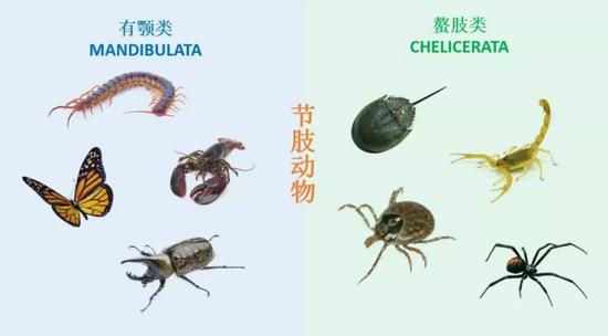 现今节肢动物主要分为有颚类和螯肢类(图片来源:南京古生物所制作)