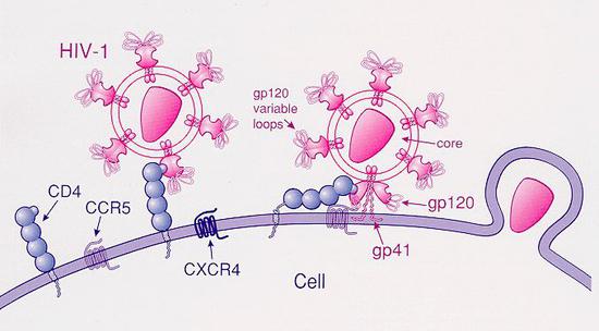  HIV-1型病毒通过CD4和CCR5进入免疫细胞的过程（图片来源：公共领域）