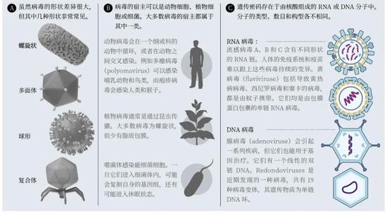 什么是病毒?病毒是一种极其微小的颗粒,由蛋白质外壳和其内部RNA链或DNA链组成。它们只能在宿主细胞的帮助下进行复制。病毒可以根据以下3种方式进行鉴定:形状(A)、宿主(B)和遗传物质(C)。