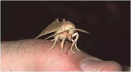 吸血中的Calyptra属夜蛾，它们也不会放过人类。