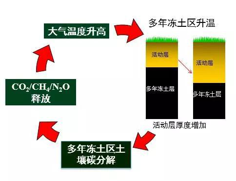 图16 多年冻土区碳循环与温室效应的正反馈示意图