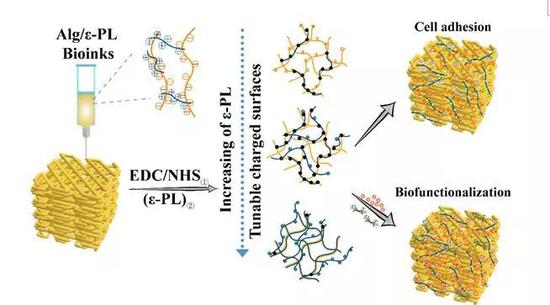 海藻酸盐/聚赖氨酸生物墨水打印示意图
